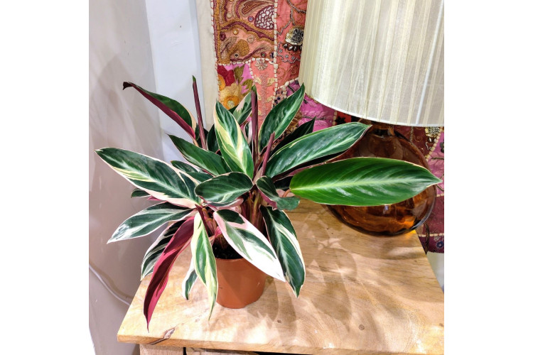 Calathea Stromanthe Triostar - 12cm pot