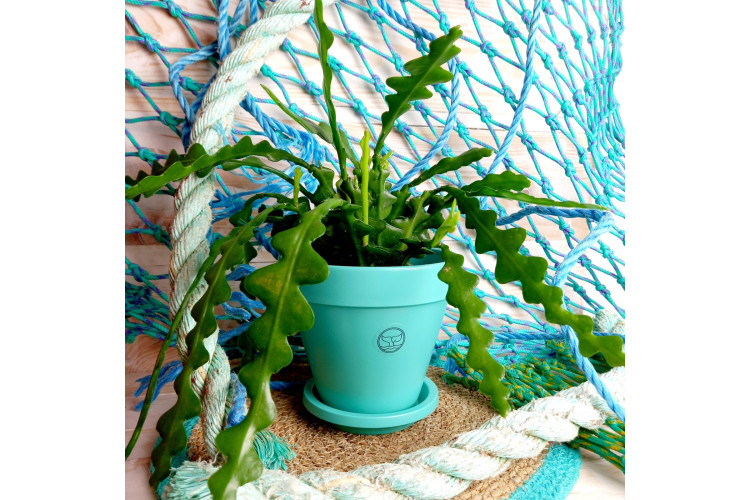 Chelsea Pot & Saucer Ocean Plastic Pot Mint Green