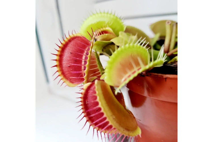 Dionaea muscipula - Venus Fly Trap
