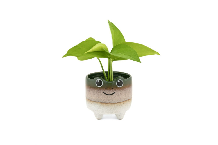 Mojave Frog Planter